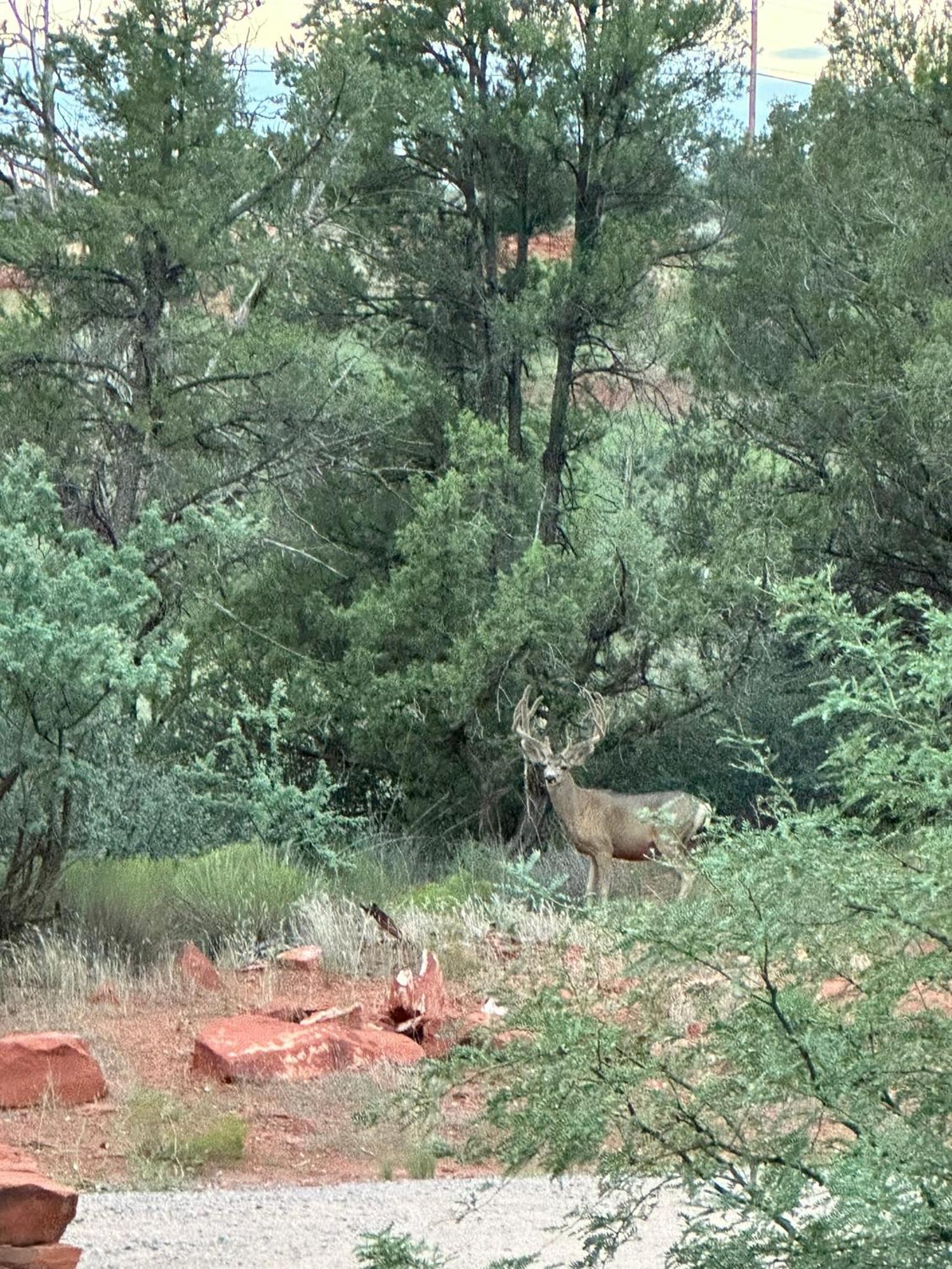 Cathedral Casita At Sedona Cathedral Hideaway Llc Villa Bagian luar foto